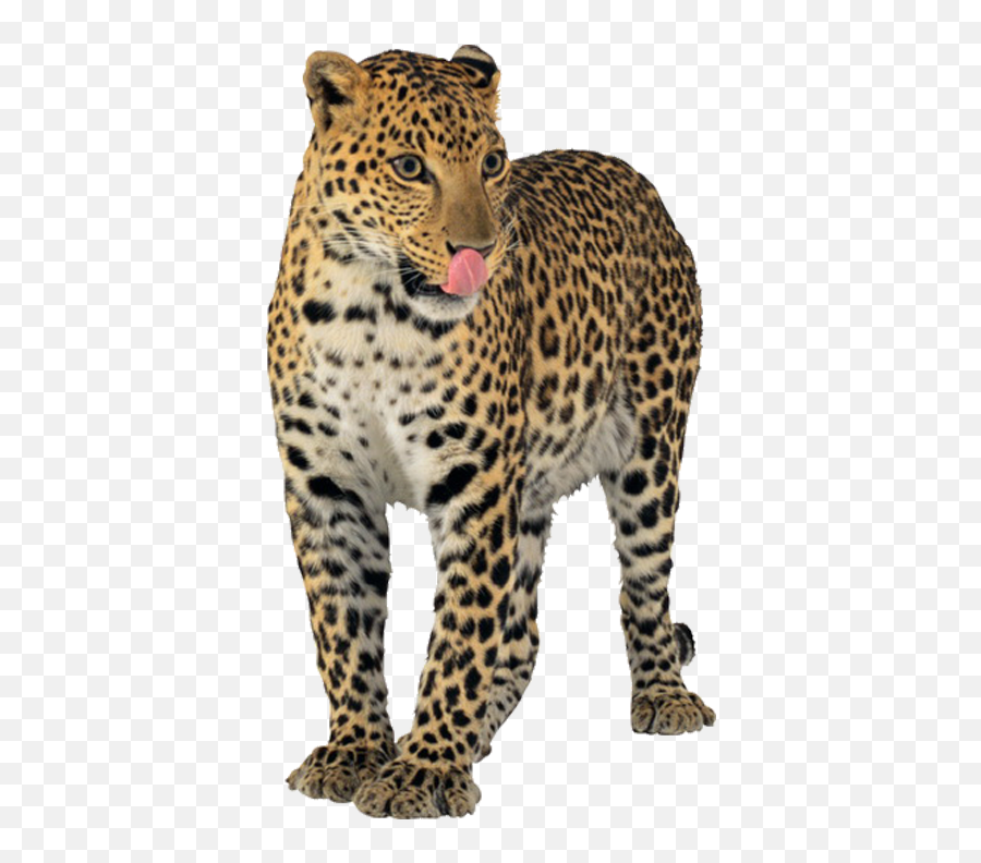 Jaguar Png Png Transparent Clipart 1 - Png 6313 Free Jaguar Animal Png Emoji,Jaguar Clipart