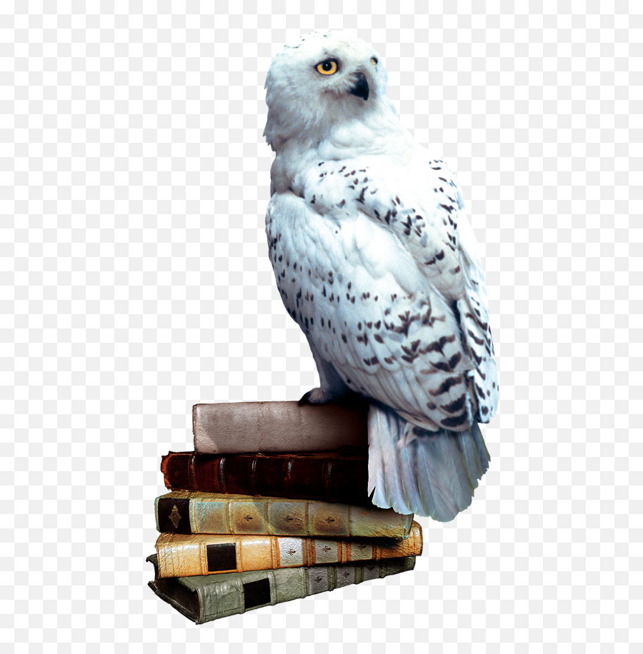 Download Hedwig Books - Harry Potter Owl Png Png Image With Harry Potter Owl Png Emoji,Owl Transparent Background