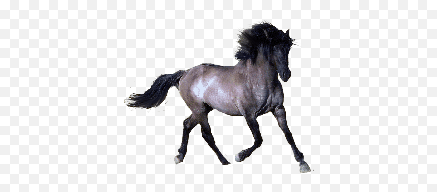 Download Horse Png Image Download - Horse Free Png Emoji,Horses Png