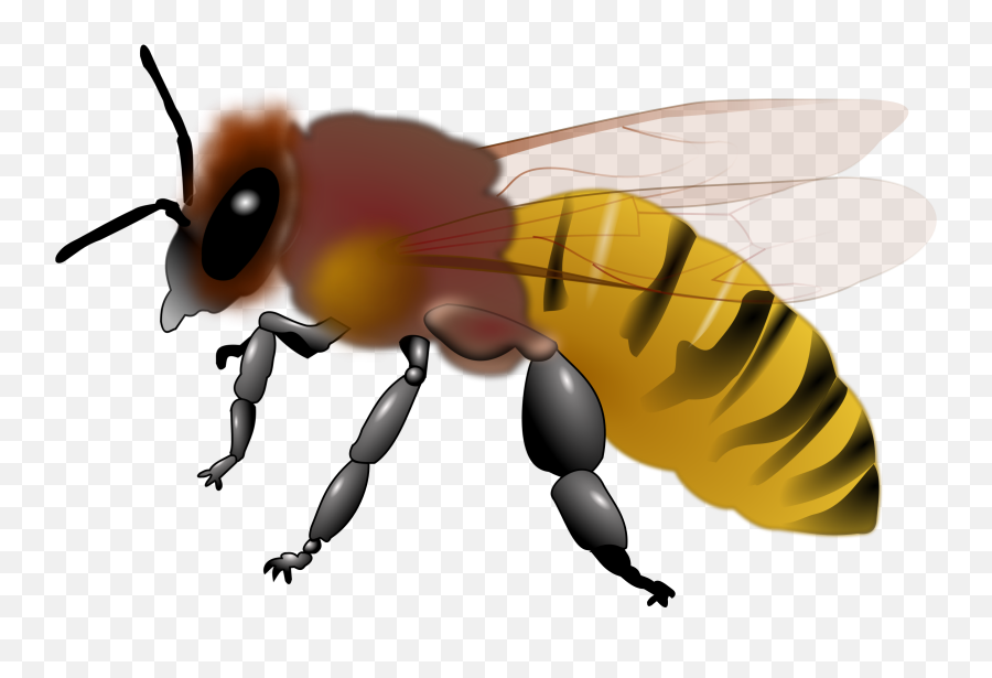 Honey Bee Picture Cliparts Transparent - Honey Bee Bee Clipart Emoji,Bee Clipart
