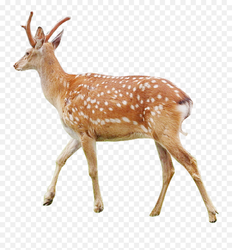 White - Tailed Deer Musk Deer Antler Sika Deer Fig Deer Png Chital Emoji,Deer Png