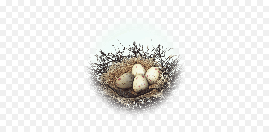 Download Kuku Bird Nest - Bird Nest Full Size Png Image Emoji,Nest Png