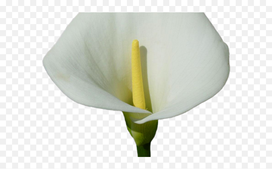 Download Easter Flower Clipart Calla Lily - Arum Png Image Emoji,Easter Lilies Clipart