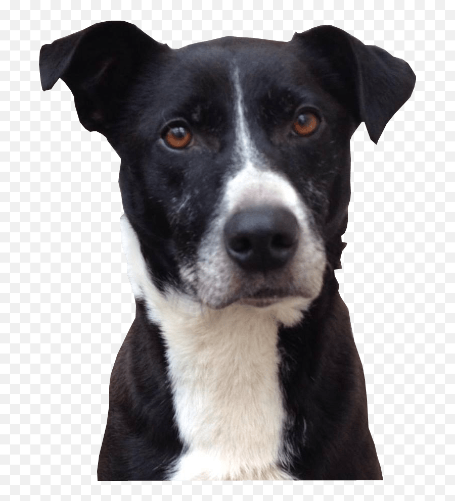 Download Cute Dog Png Photo8 - Black And White Dog Transparent Background Emoji,Dog Transparent
