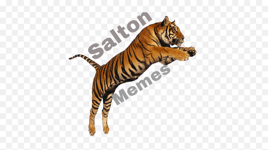 Selo Salton Memespng - Album On Imgur Saito Kolej Emoji,Memes Png