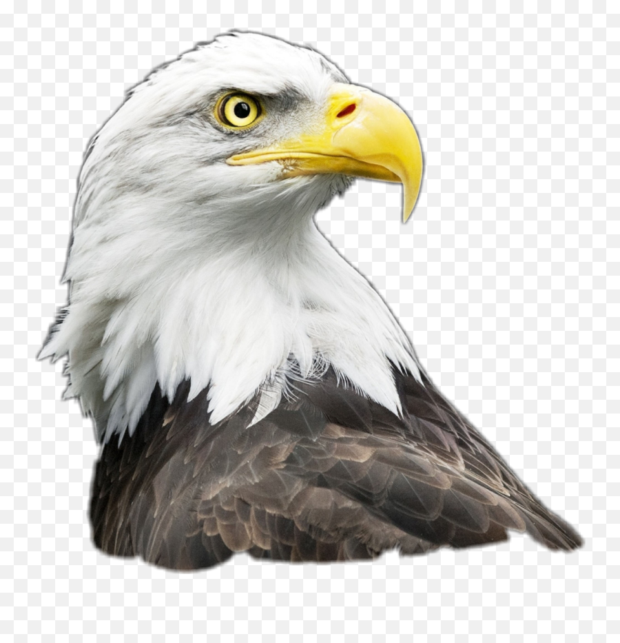 Bald Eagle Wallpaper Iphone - Agila Clipart Emoji,Bald Eagles Clipart