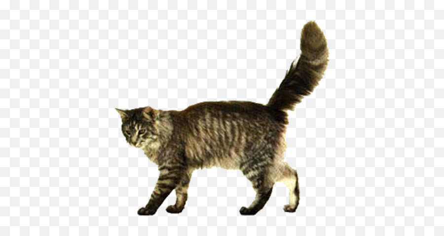 Kitten Png - No Year Of The Kitten Dog Clip Cat Walking Walking Cat No Background Emoji,Clifford Clipart