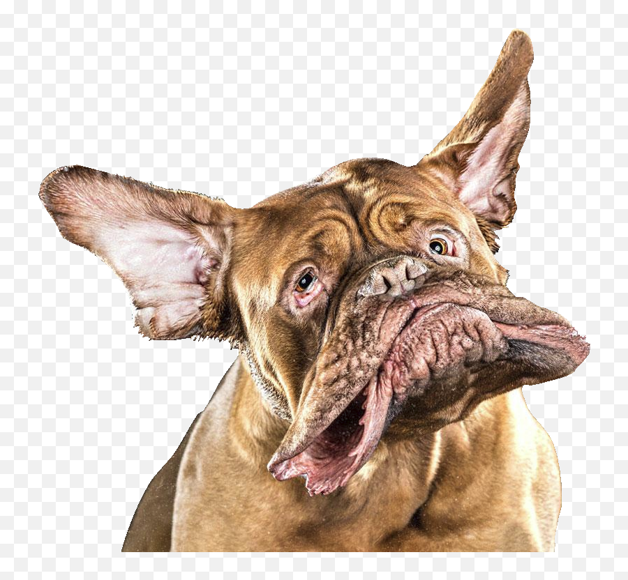 Dog Shaking Head Cutouts Png Face Transparent Png Dog - High Dog Emoji,Dog Face Png