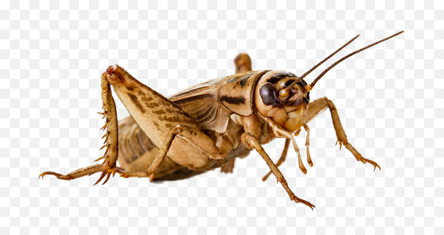 Cricket Like Insect Emoji,Cricket Png