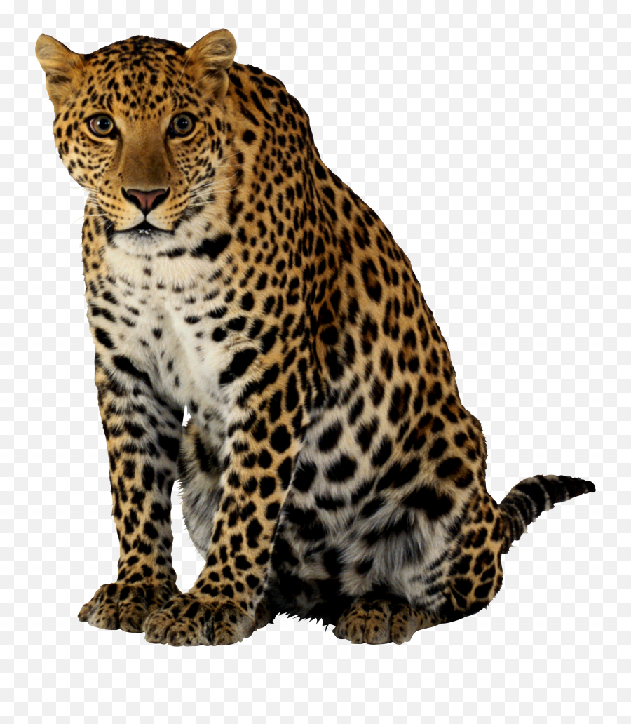 Jaguar Png Images Transparent Background Png Play - Leopard Png Emoji,Jaguar Clipart