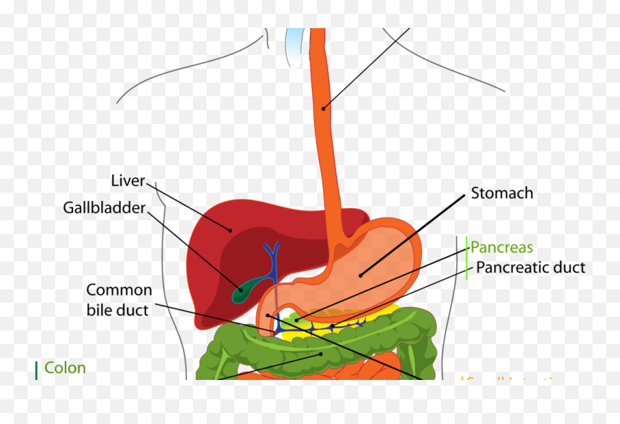 Download Hd The Digestive System Is Everything - Digestive Small And Large Intestine Diagram Emoji,Liver Clipart