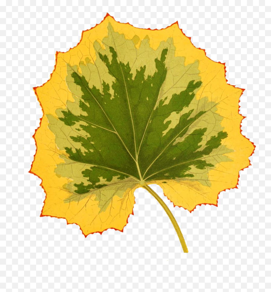Foliage Leaf Plant Transparent Free Stock Photo - Public Art Emoji,Leaf Transparent Background