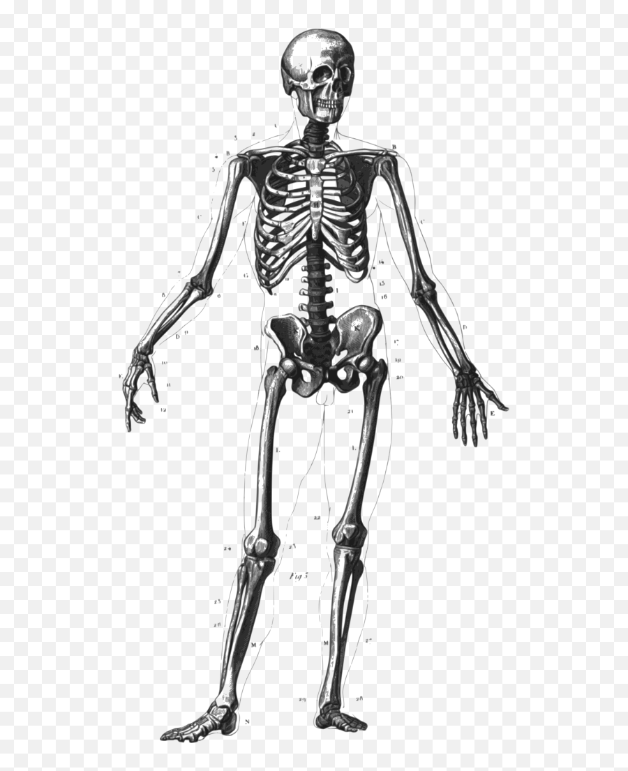 Download Skeleton Free Png Transparent - Skeleton Vector Emoji,Skeleton Transparent Background