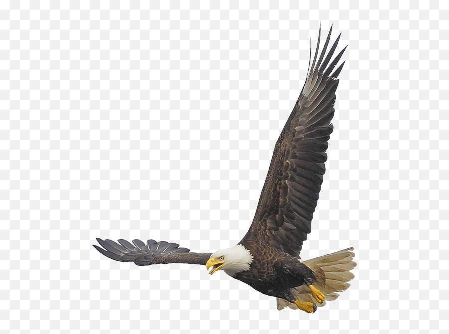 Download Eagles - Bald Eagle Full Size Png Image Pngkit Urubu Png Emoji,Bald Eagle Png