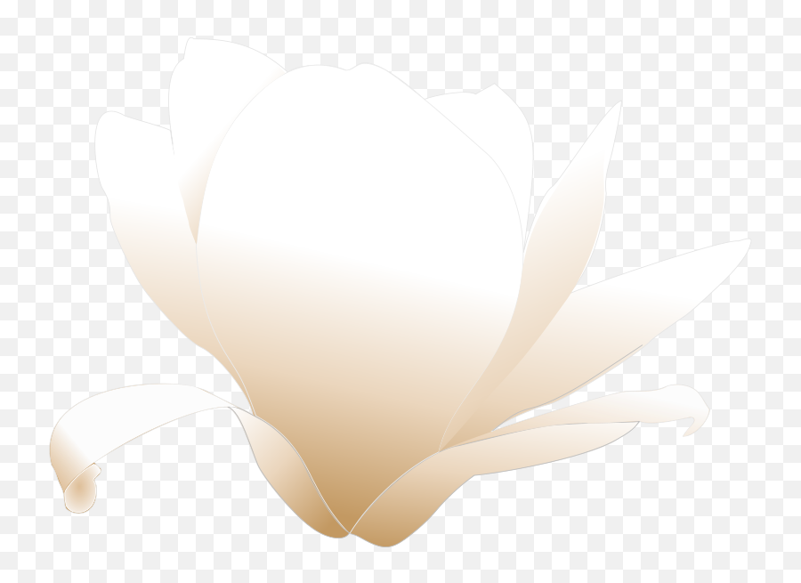 Magnolia White Patricia 03r Emoji,Magnolia Clipart