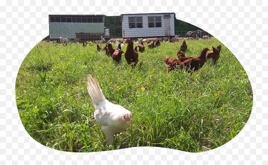 Aman Farms Faithfully Stewarding The Land Emoji,Farm Png