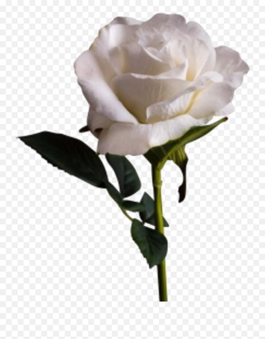 Aesthetic White Roses Tumblr - Largest Wallpaper Portal Emoji,White Roses Png