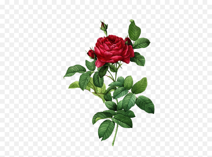 Rose Flower Art Vintage Free Stock Photo - Public Domain Emoji,Vintage Rose Clipart