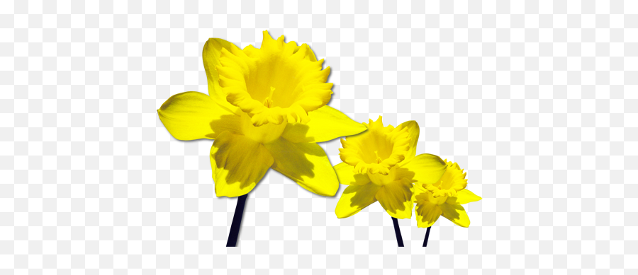 Free Daffodil Transparent Background Download Free Clip Art - Daffodils Png Emoji,Daffodil Clipart
