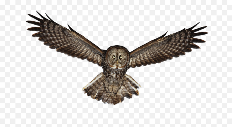 Great Grey Owl Png U0026 Free Great Grey Owlpng Transparent - Great Grey Owl Png Emoji,Owl Transparent Background