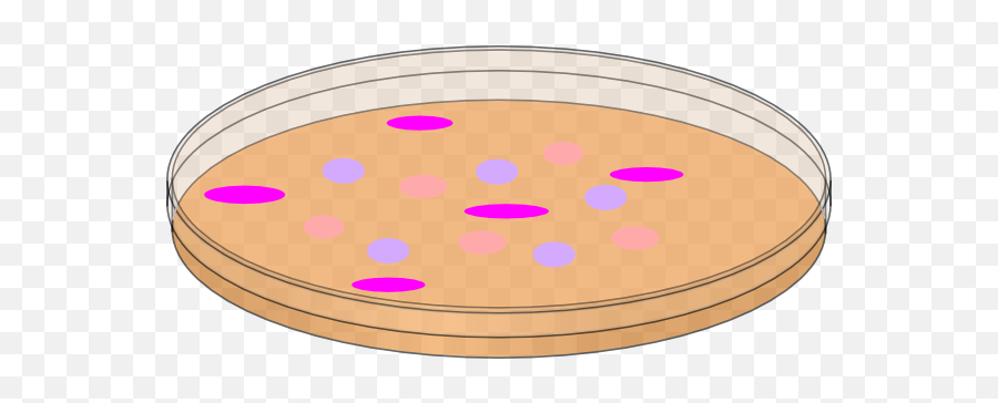 Orange Petri Dish With Mixed Cells Clip Art At Clkercom Emoji,Yeast Clipart