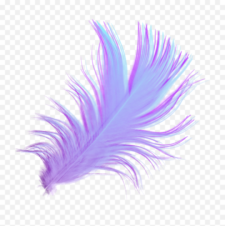 Feather Download Desktop Wallpaper Drawing Portable Network - Feathers With Transparent Back Ground Emoji,Feather Transparent Background