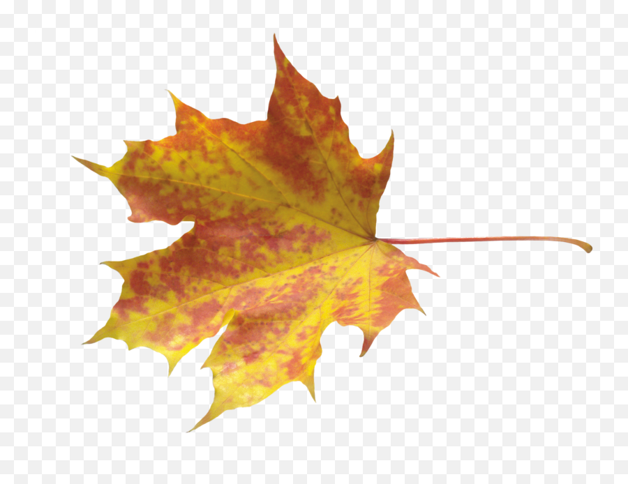 Autumn Leaves Png Hd - Yellow Leaves Png Emoji,Fall Leaves Png