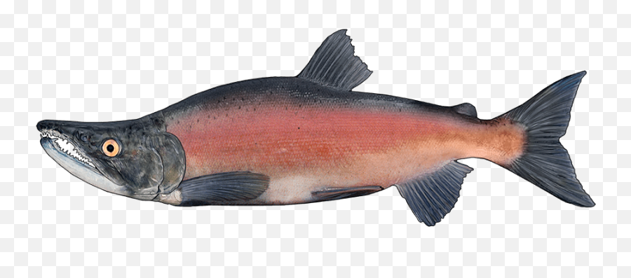 Sockeye Salmon Png Image With No Emoji,Salmon Png