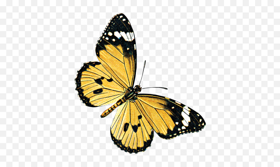 Yellow Butterfly Graphic Emoji,Yellow Butterfly Png