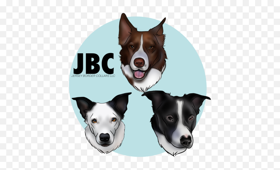 Winter Dog Collars U2013 Jersey Border Collars Emoji,Border Collie Clipart