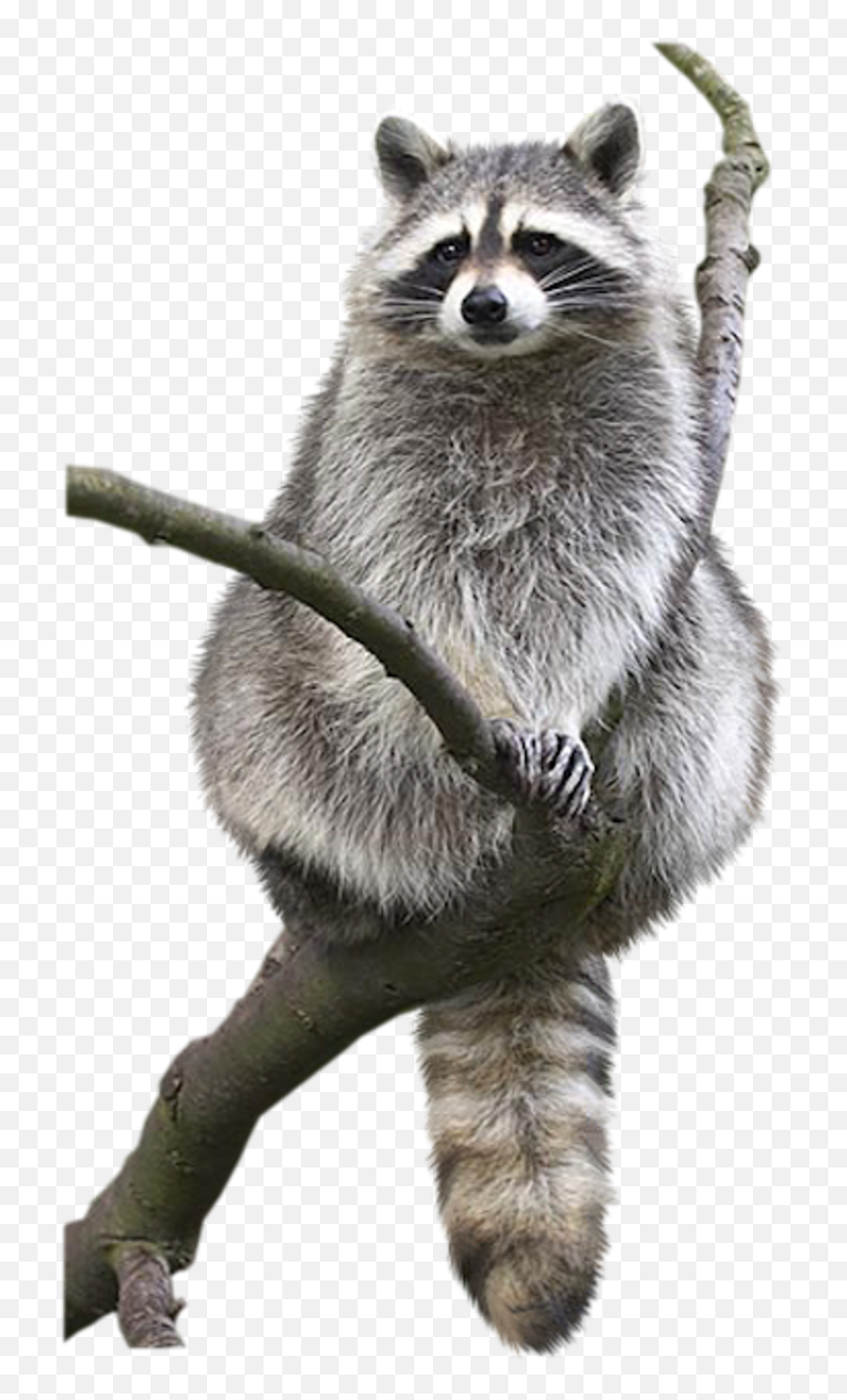 Raccoon Animal Drawing Bat Bird - Raccoon Png Download 800 Emoji,Raccoons Clipart