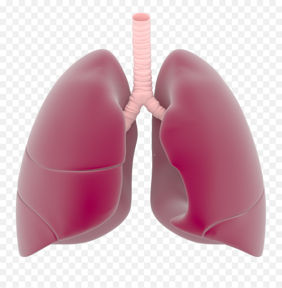 Download Lungs Free Png Transparent - Real Lungs Transparent Background Emoji,Lungs Clipart