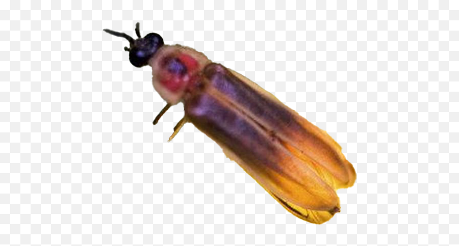 Firefly Insect Png Pic - Fireflys Insect Emoji,Firefly Png