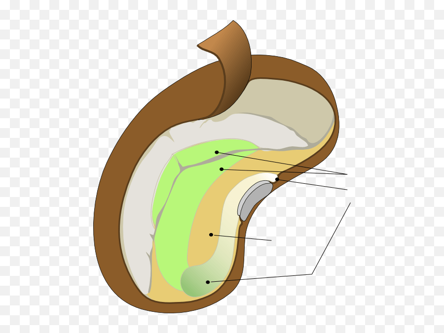 Simple Diagram Of The Brain Clipart Best Lobes Of The Brain - Unlabeled Seed Diagram Blank Emoji,Microscope Clipart