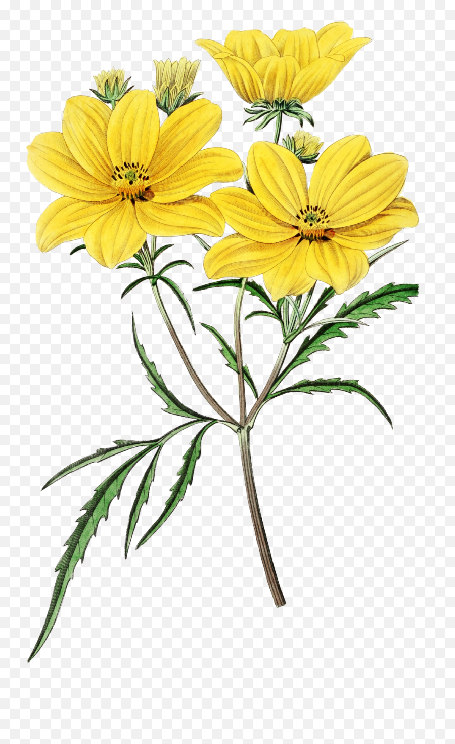 Yellow Flower Vintage Painting Free Emoji,Yellow Flower Transparent