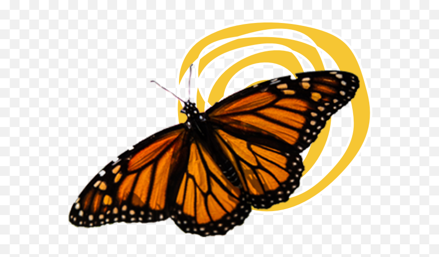 Download Hd Monarch Butterflies - Transparent Background Butterflies In Transparent Backgorund Emoji,Butterflies Png