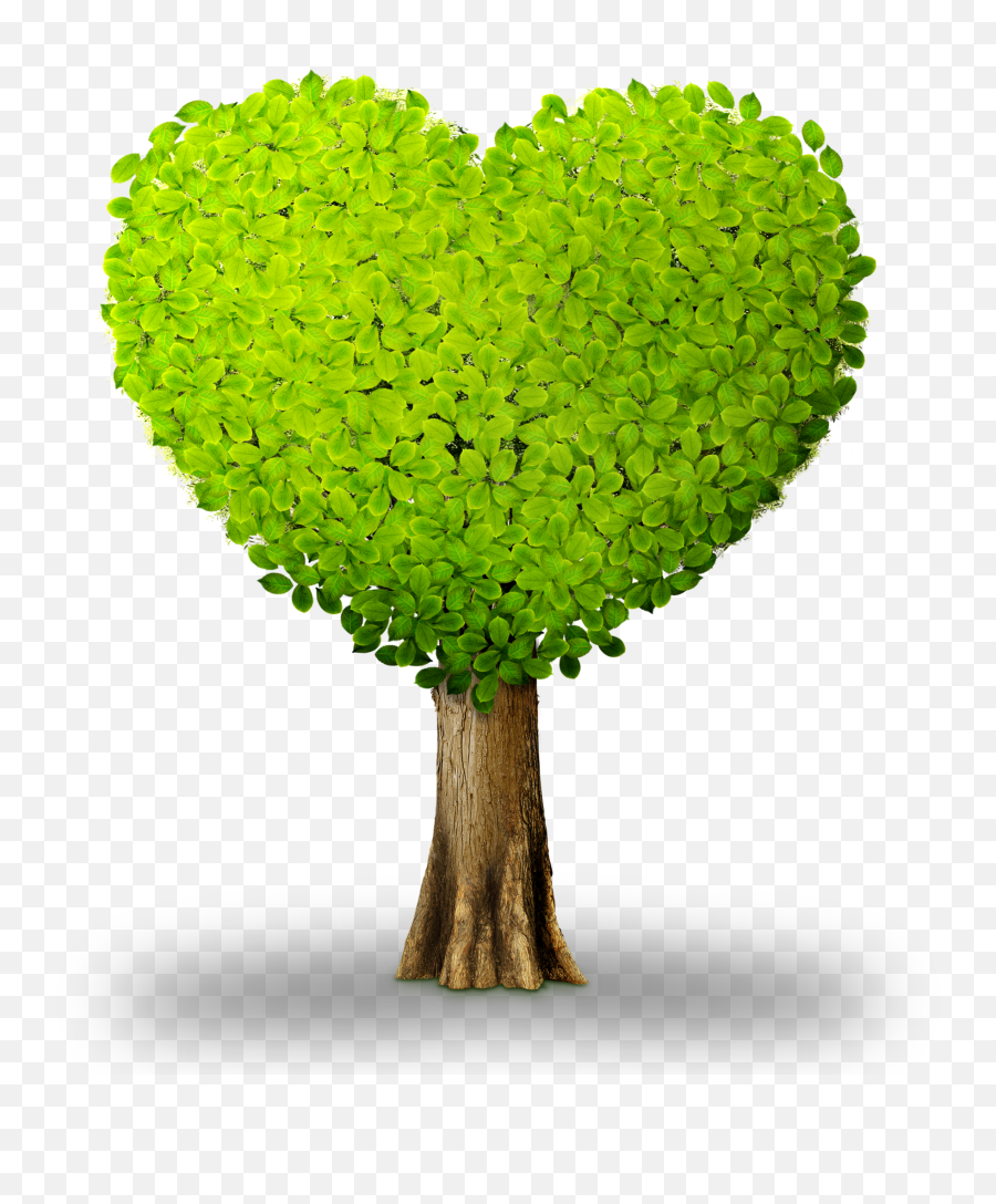Plant Tree Heart - Heartshaped Tree Png Download 3500 Emoji,Heart Tree Clipart