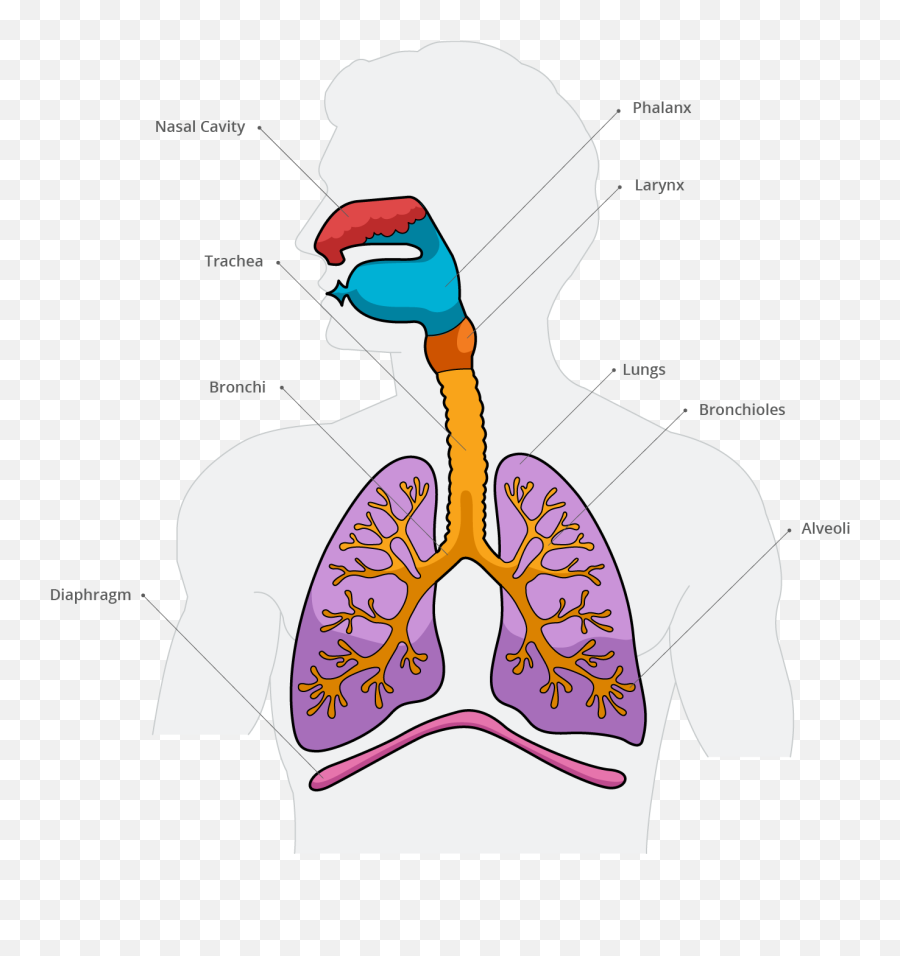 Lungs Clipart Trachea Picture - Language Emoji,Lungs Clipart