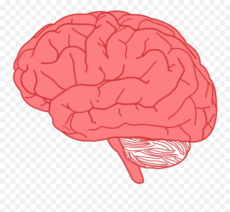 Organ Jaw Brain Png Clipart Emoji,Brain Png