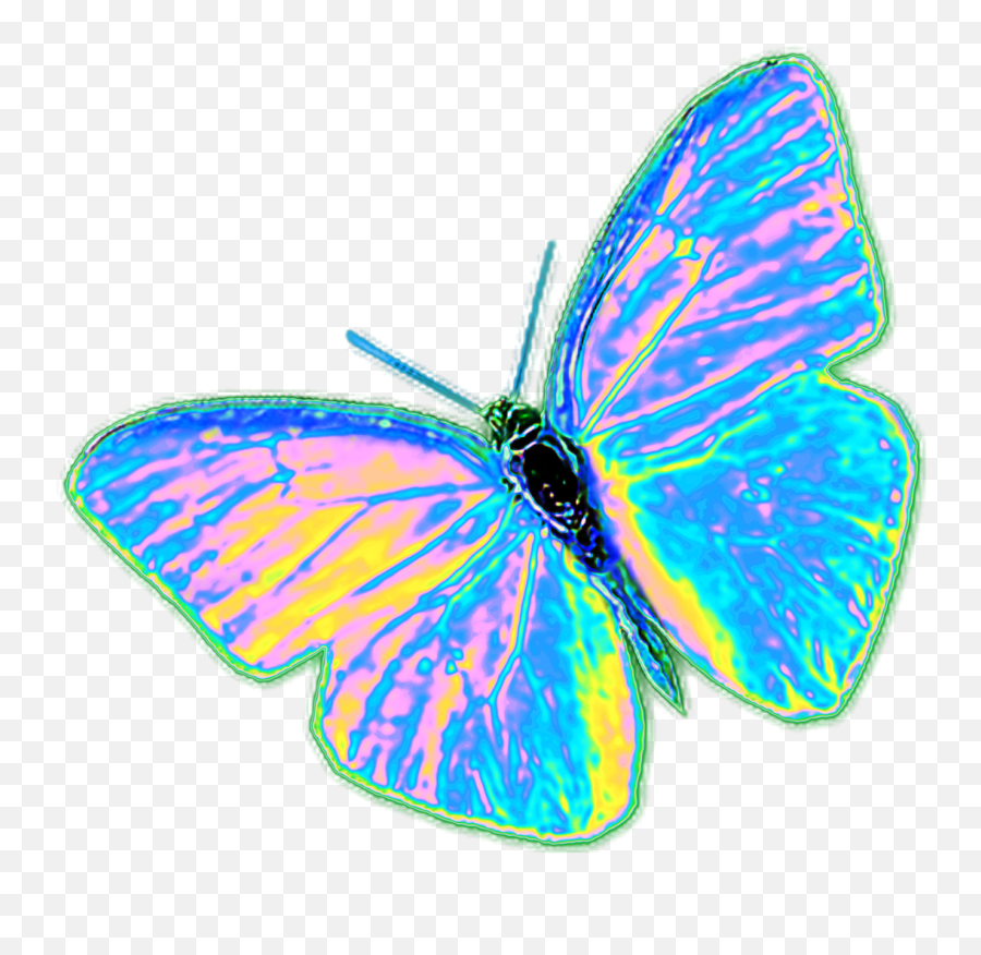 Download Trippy Butterflies Tumblr Png Trippy Butterflies Tumblr Png Image With No Background - Butterfly Png Aesthetic Emoji,Trippy Png
