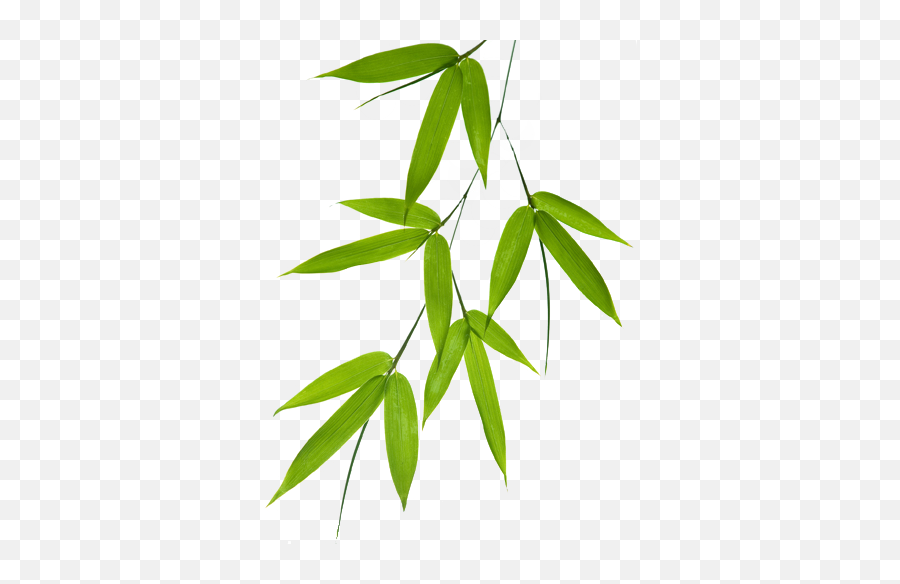 Leaf Png Leaf Transparent Background - Freeiconspng Bamboo Leaf No Background Emoji,Leaf Transparent Background