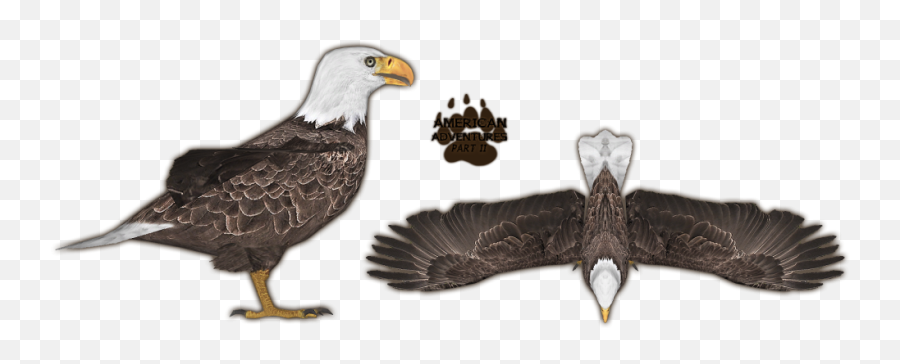 Bald Eagle - American Eagle Png Png Download Large Size Bald Eagle Emoji,Bald Eagle Png