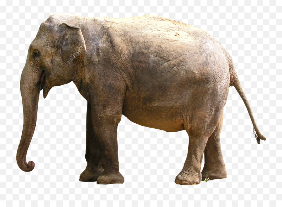Elephant Transparent Images - Elephant High Res Png Emoji,Elephant Transparent Background