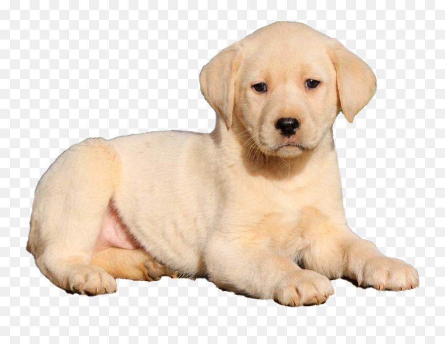 Labrador Retriever Png Transparent - Brown El Perro De Donato Emoji,Labrador Clipart