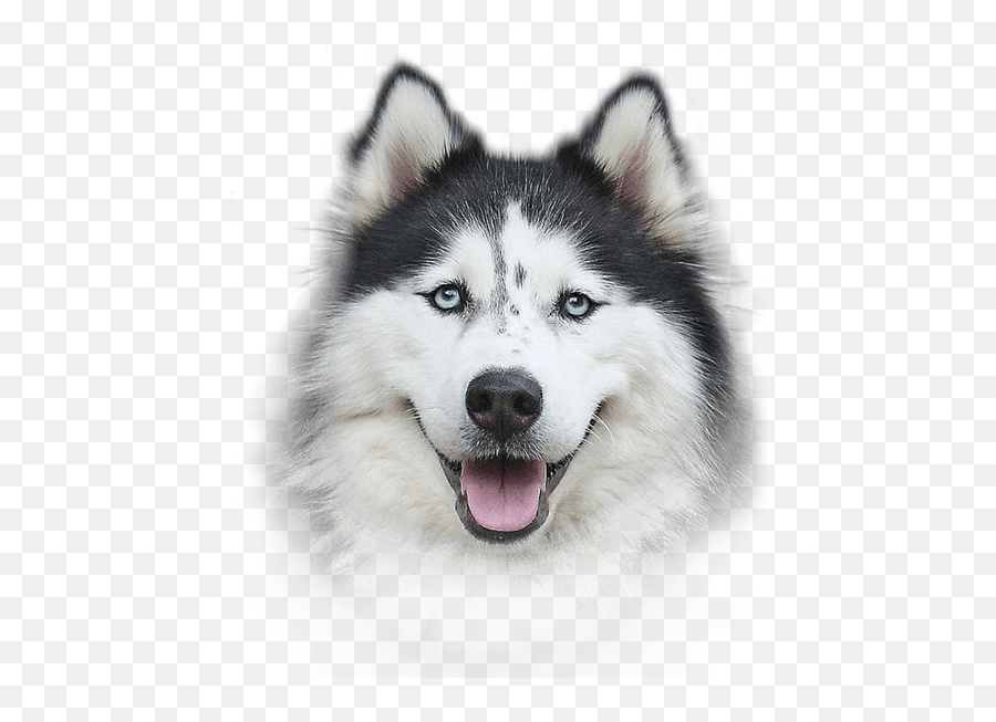 Husky Png Photos - Transparent Background Husky Dog Png Emoji,Husky Clipart