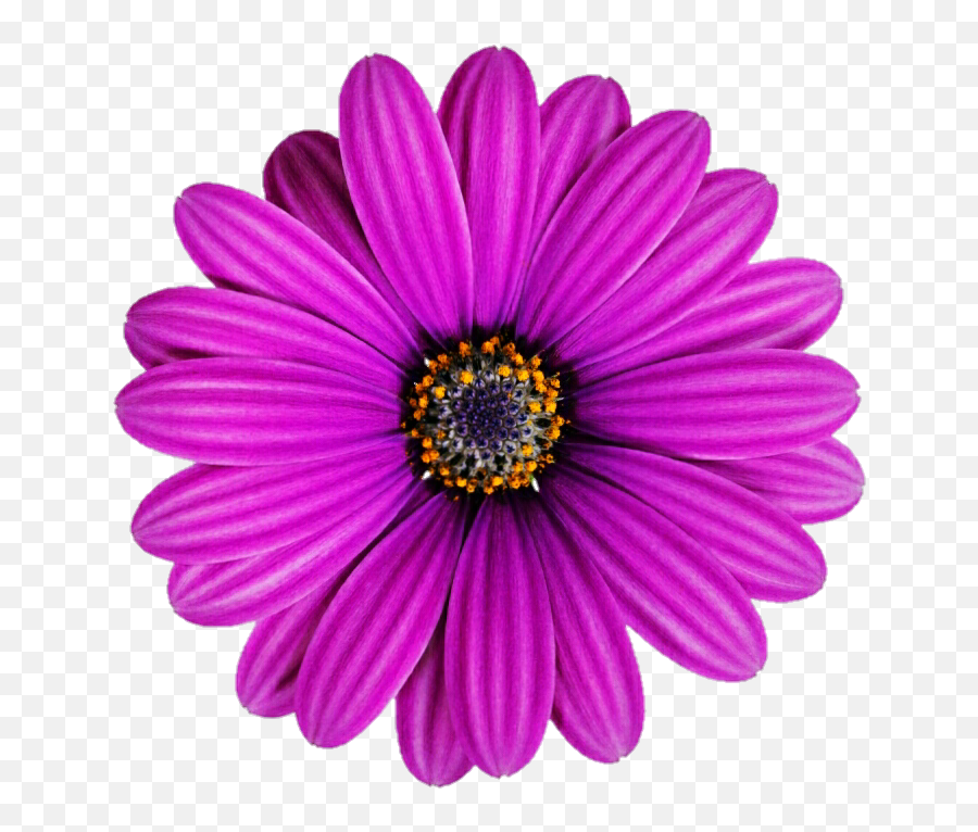 Purple Flower Clipart Flower Clipart Purple Flowers - Purple Sunflower Clipart Emoji,Purple Flower Clipart
