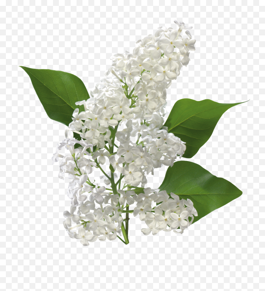 Transparent White Lilac Clipart - Transparent Background White Lilac Png Emoji,White Flowers Png