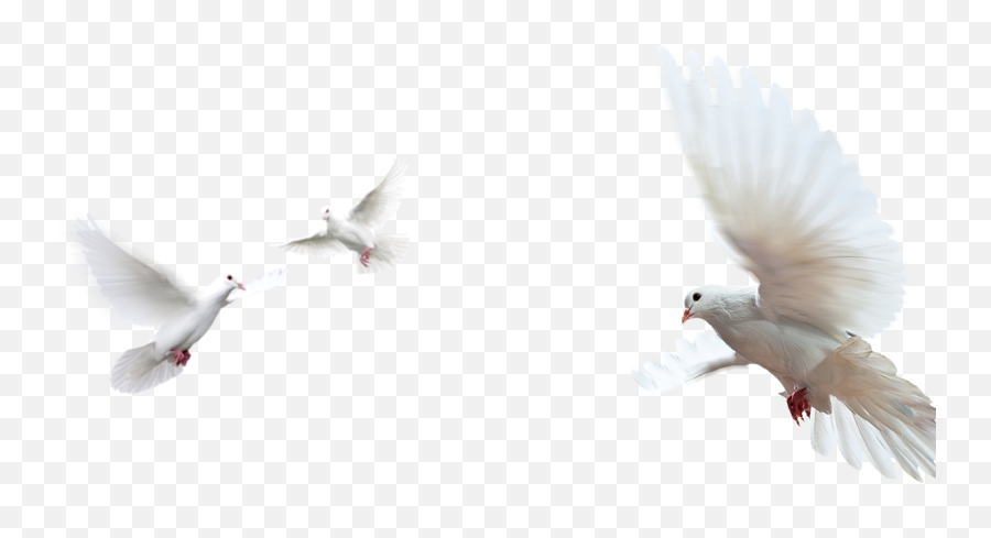 Doves As Symbols Rock Dove Image Peace Portable Network Emoji,Peace Dove Png