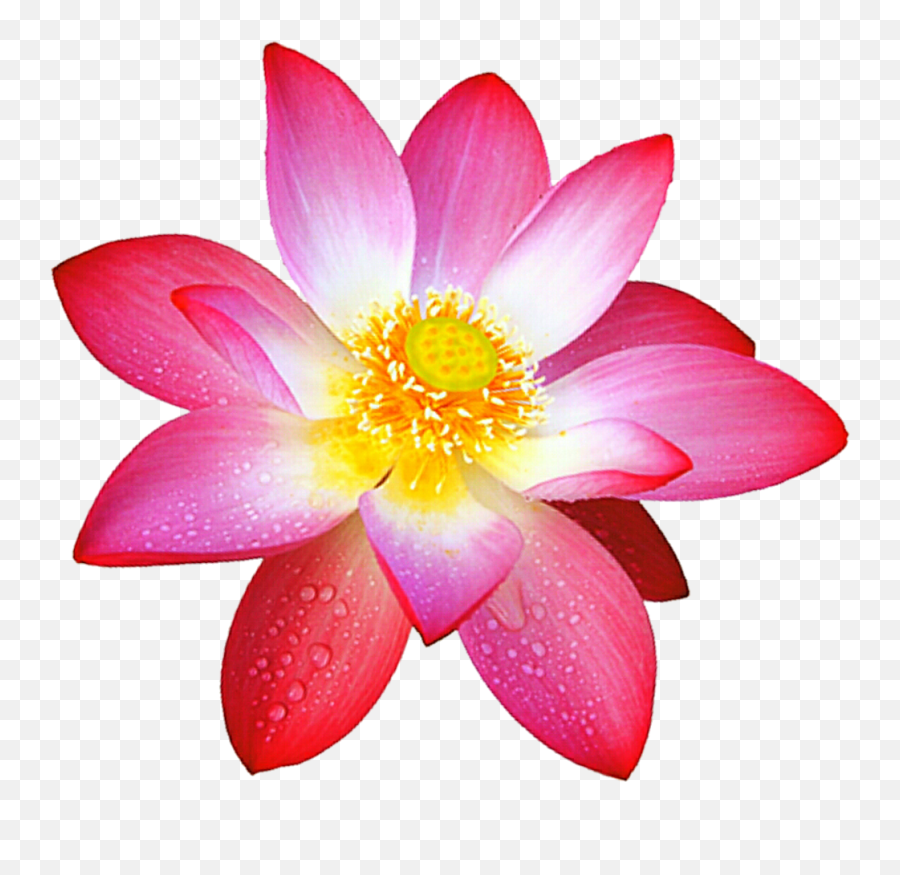 Download Pink Lotus Flower Png Free Photo Hq Png Image Emoji,Lotus Flower Transparent