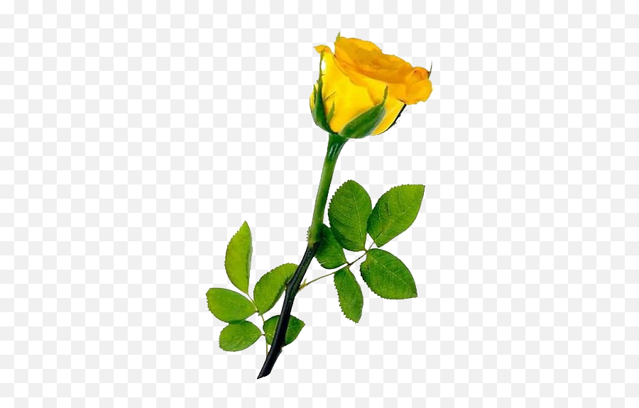 Download Single Yellow Rose Transparent Background - Hd Single Yellow Rose Hd Emoji,Rose Transparent Background